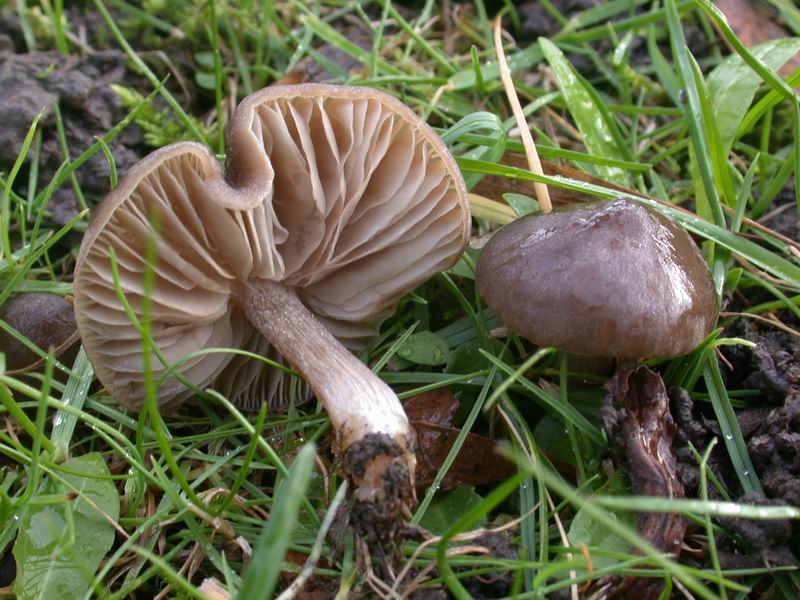 Funghi d'' oltre Manica